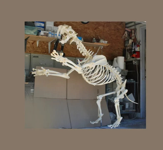 Sabertooth Cat mounted Skeleton Replica