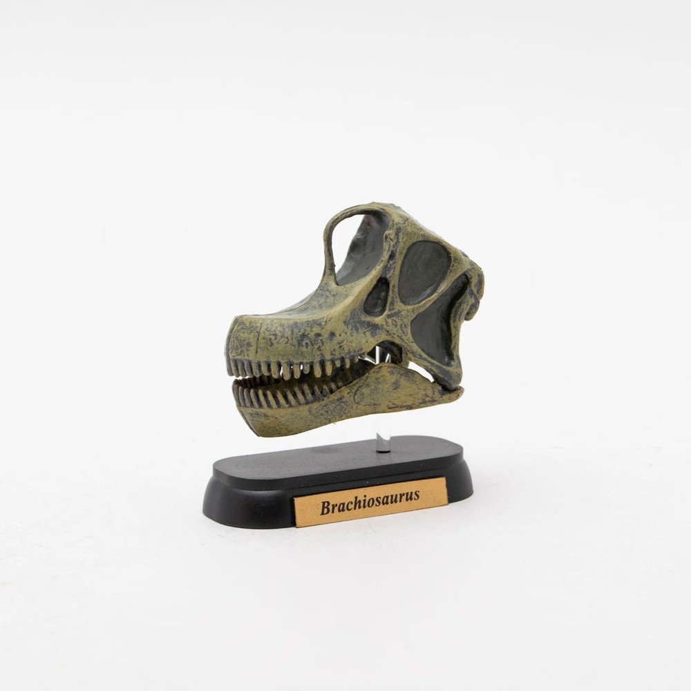 Dinosaur Brachiosaurus Skull Mini Figure Mini Model Favorite New