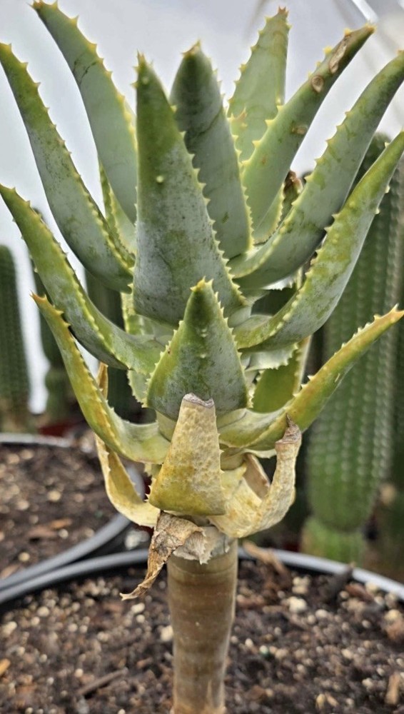 Aloe pillansii