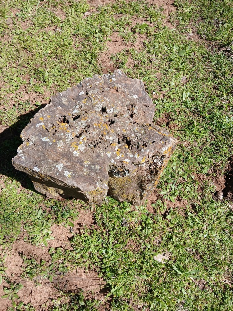 Large Petrified Log