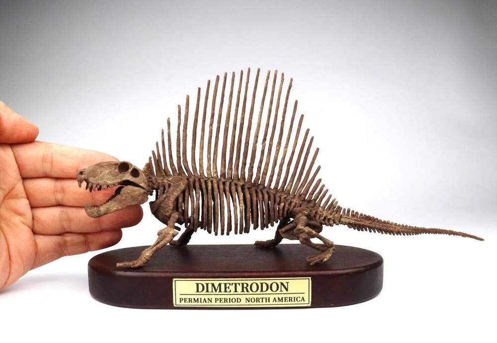 Dimetrodon Skeleton Dinosaur Statue Painted Model Display Length 9.8in