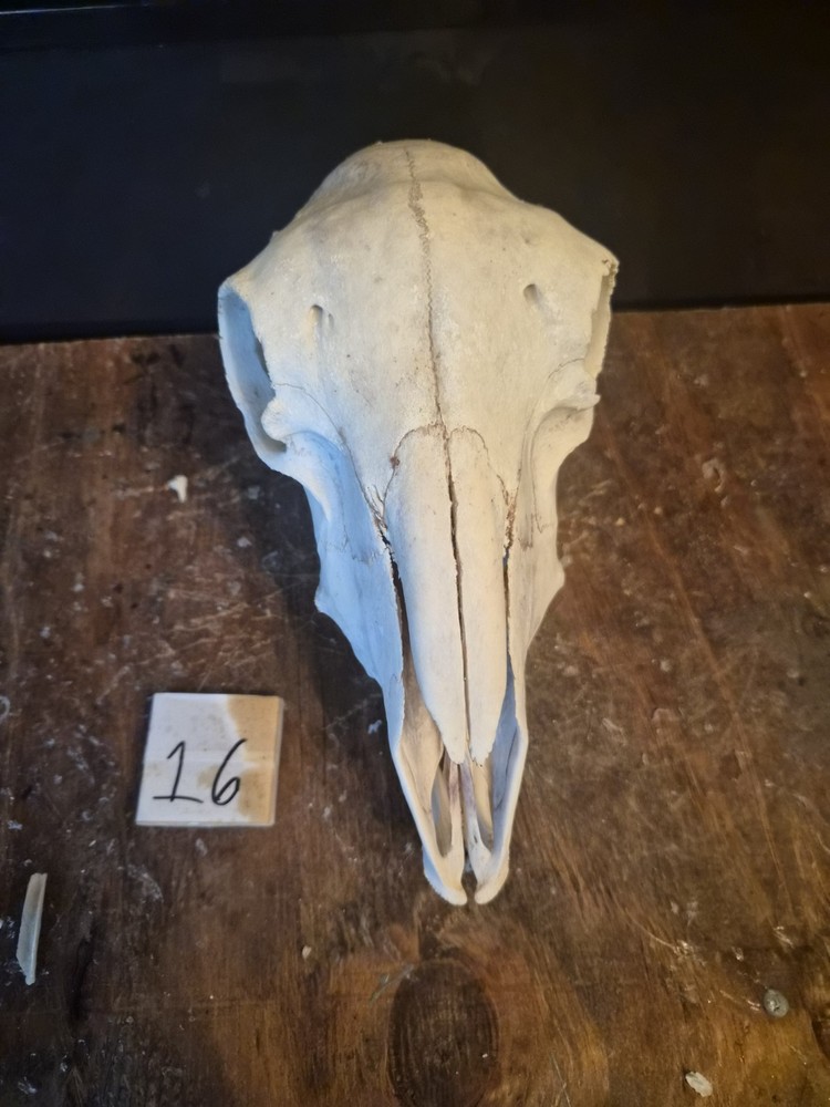 Sheep Skull