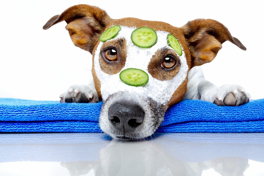 Pet Safe Ear Drops
