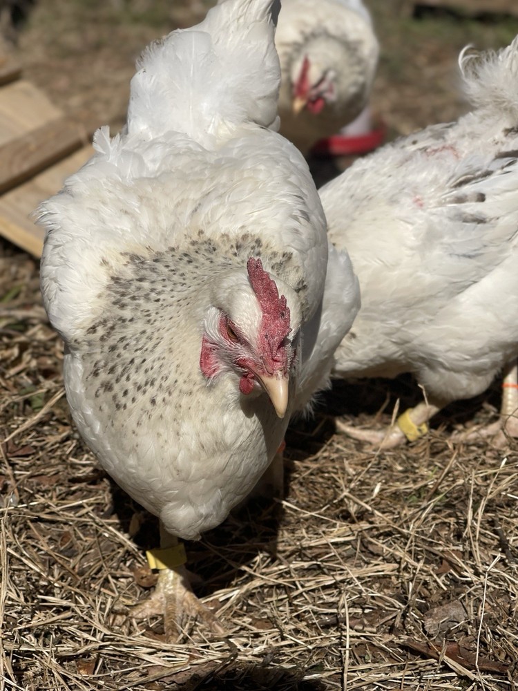 Delaware Chicken Hatching Eggs NPIP tested 12+ 2