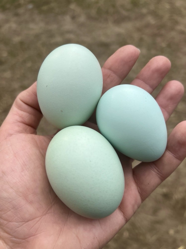 Olive Egger Hatching Eggs 1 dozen (12 + extra)