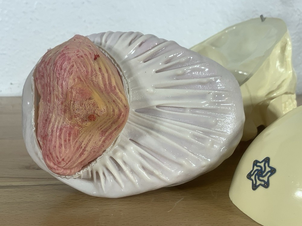 Anatomically Correct Life Size Skull Removable Cranium & Brain Teaching Aid