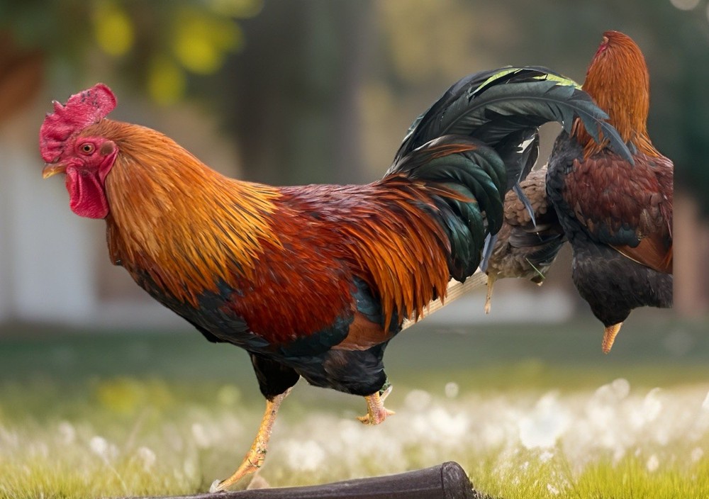 Welsummer Eggs 💯 Pure!