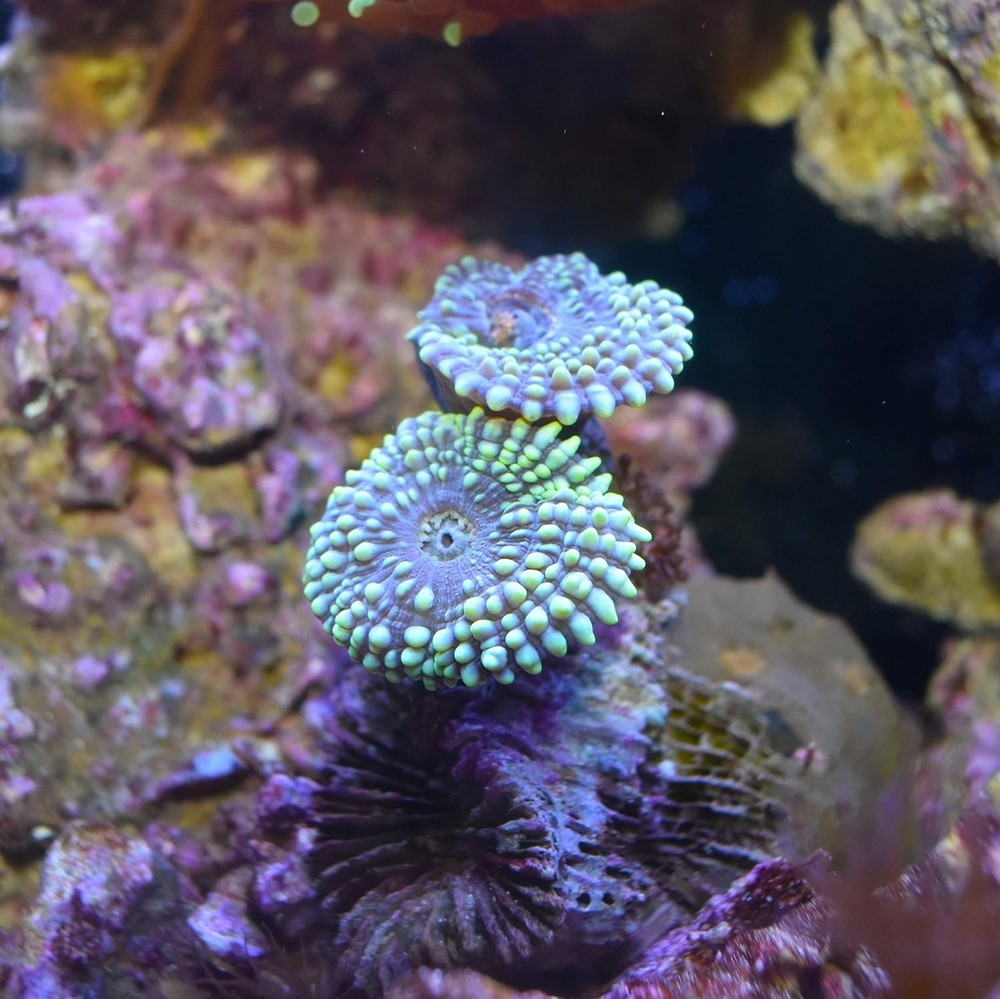 Concentrated Alkalinity Support for Reef Tanks