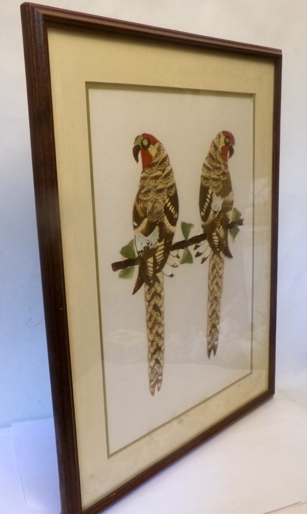 ART BUTTERFLY WING PARROTS Framed