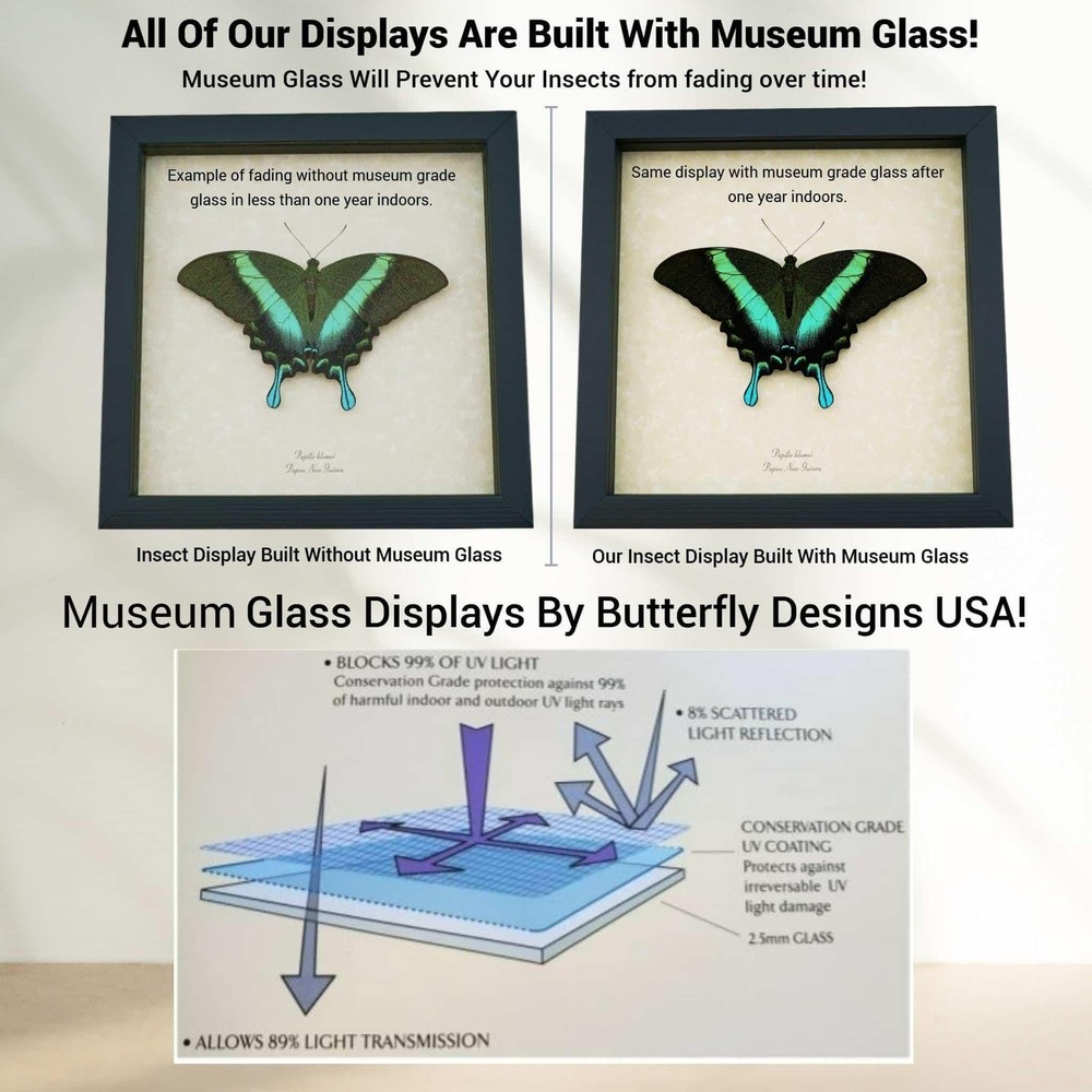 Green African Swallowtail Butterfly Graphium polycenes Framed Display