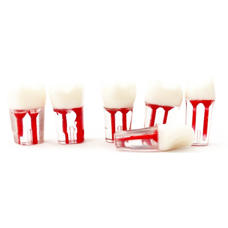 10pcs Dental Root Canal Practice Teeth Model Pulp Cavity Study RCT Endo Practice