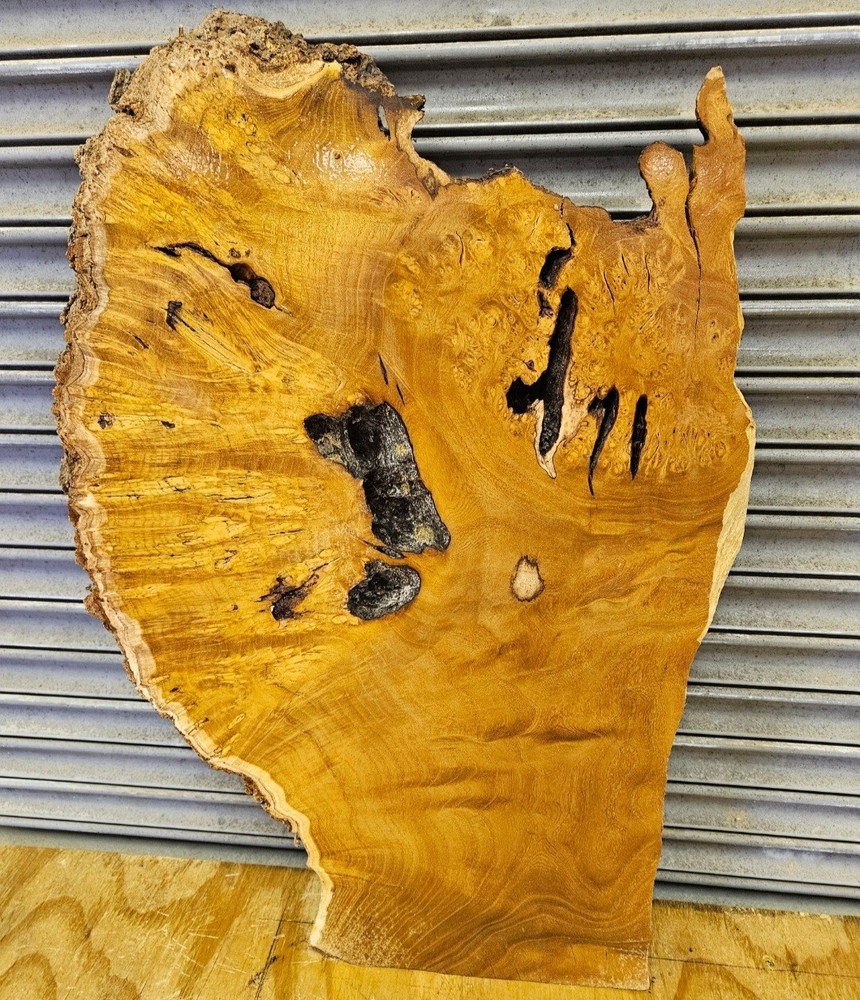 Mulberry Burl Slice