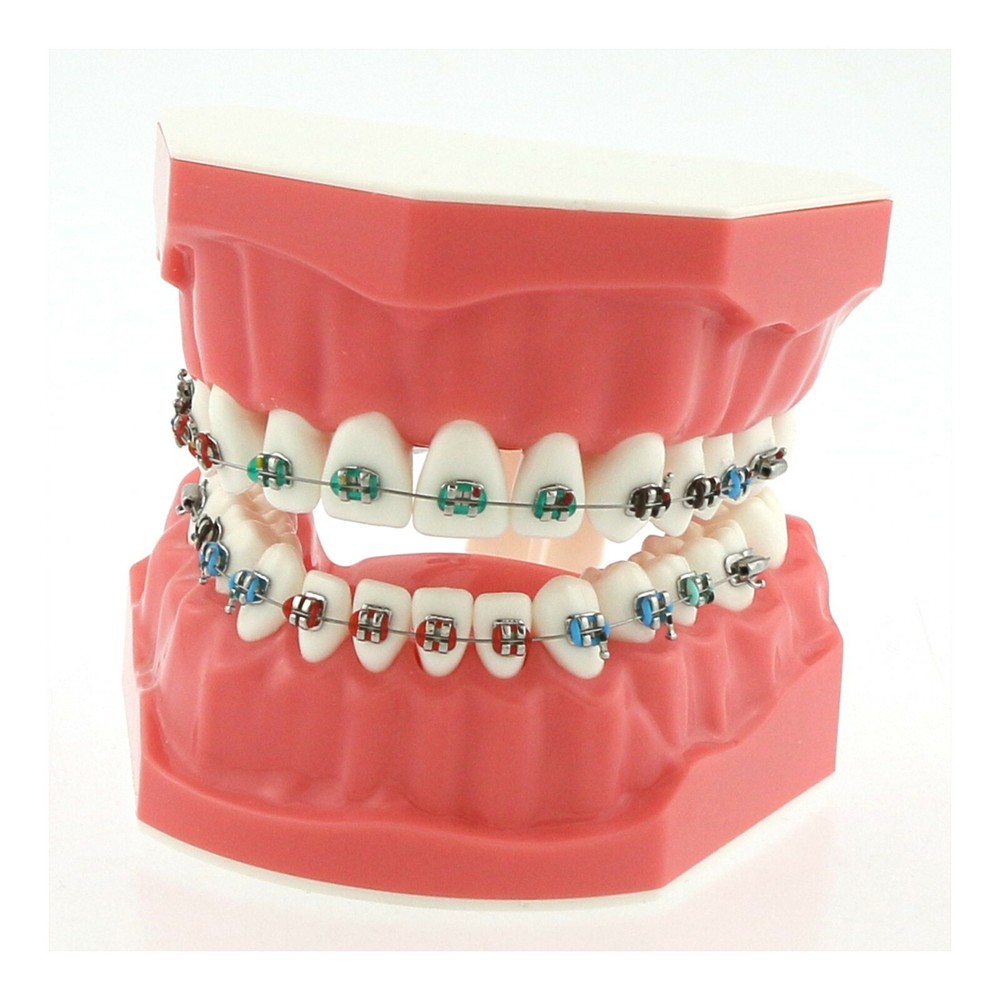 US Dental Teach Typodont Demonstration Teeth Model For Patient Study Brushing