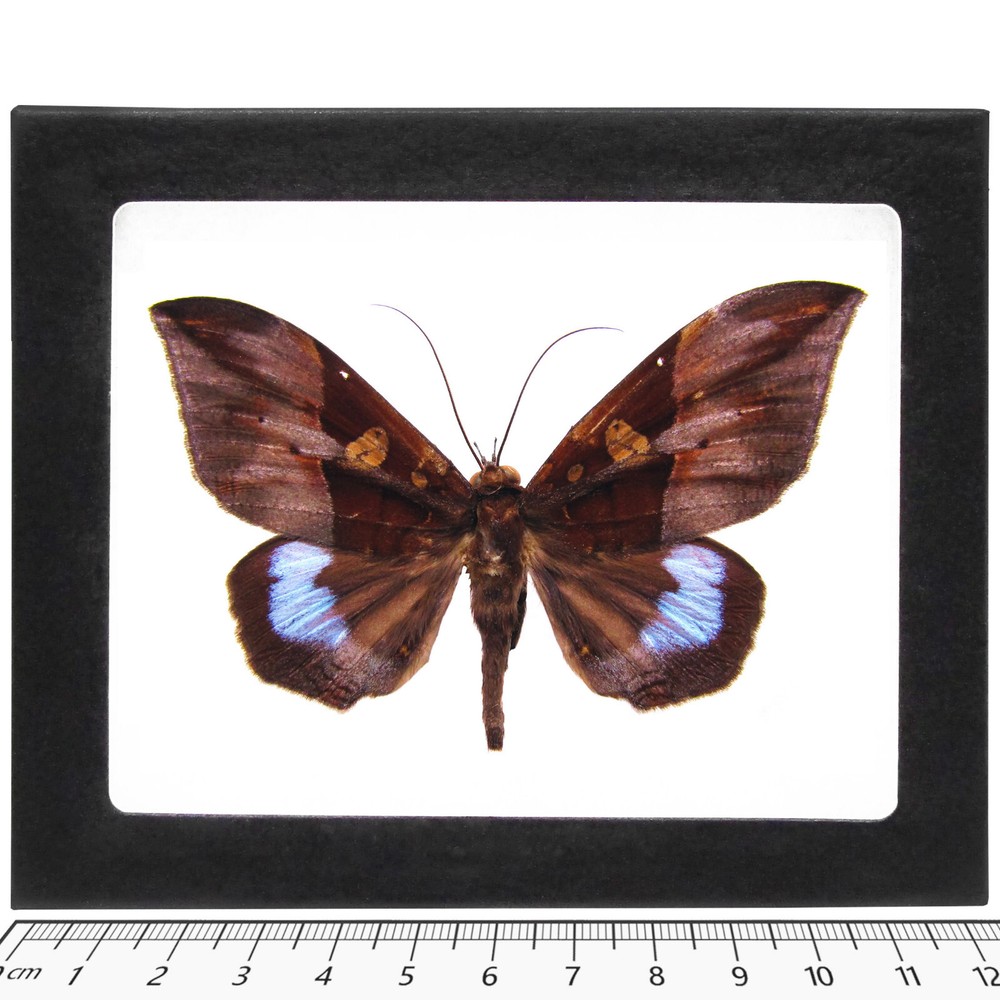 Ischyja manlia purple moth India FRAMED