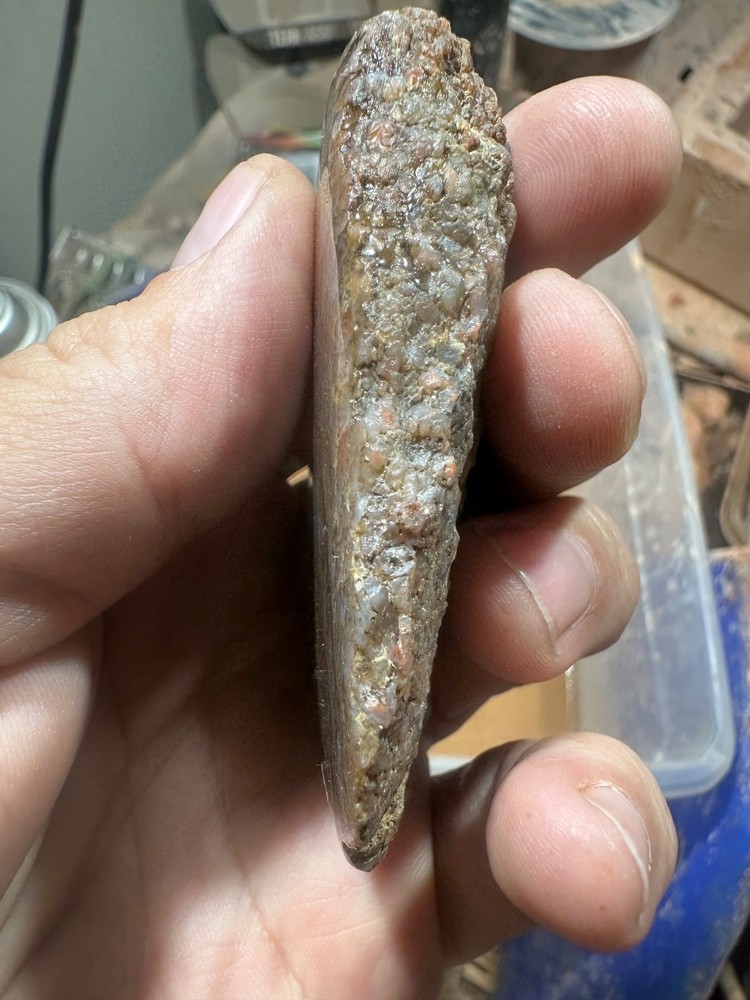 Dinosaur bone rough **hxtled end cut