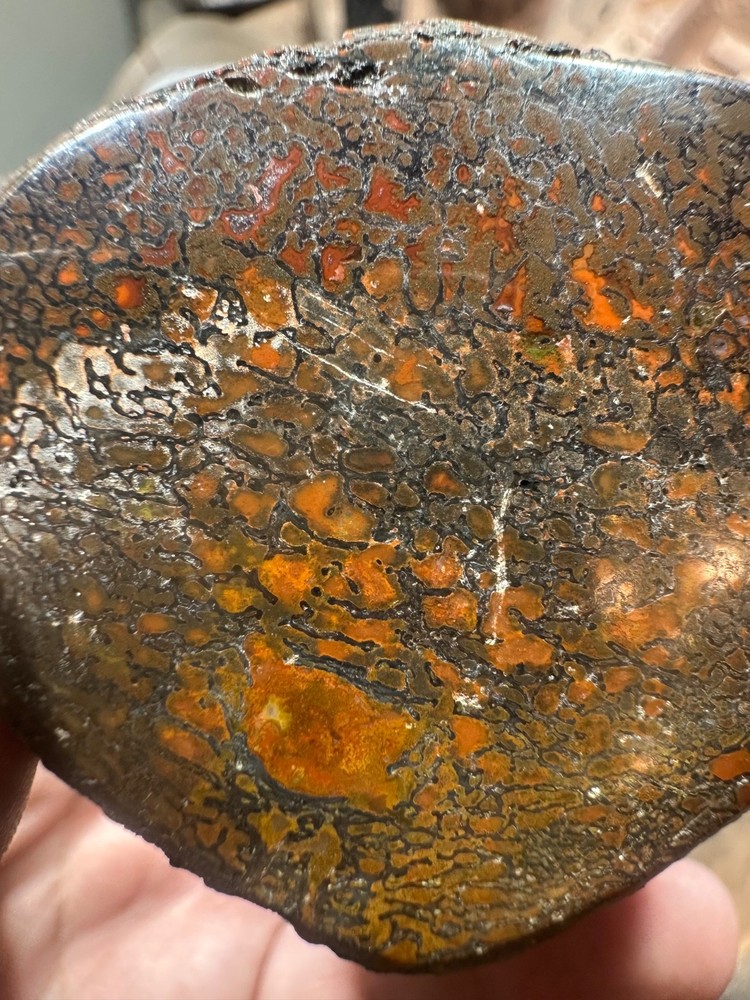 Dinosaur bone rough polished specimen