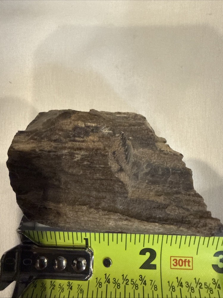 Quality Petrified Wood, Small Piece Nice Looking Small Item