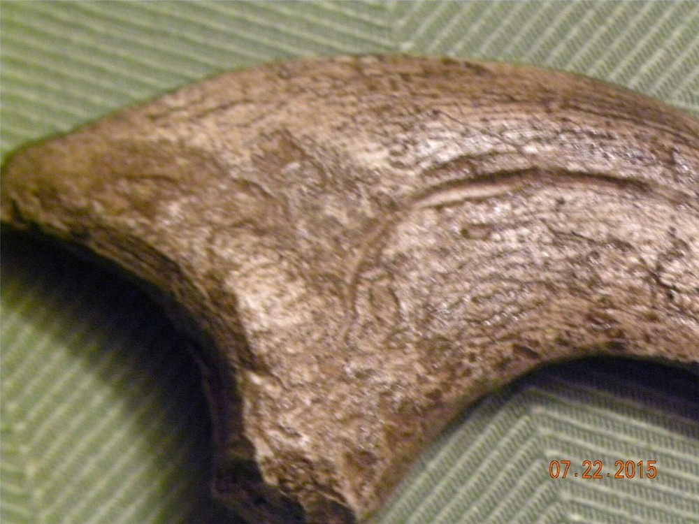 HUGE Deinonychus velociraptor claw replica 7" REPLICA