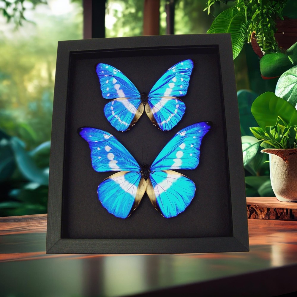 Real Morpho Butterfly Collection Framed Butterflies Moonlight Display