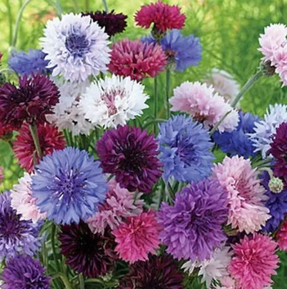 CORNFLOWER Bachelor Button Landscaper's Bulk Pack Heirloom Non-GMO 1500 Seeds!