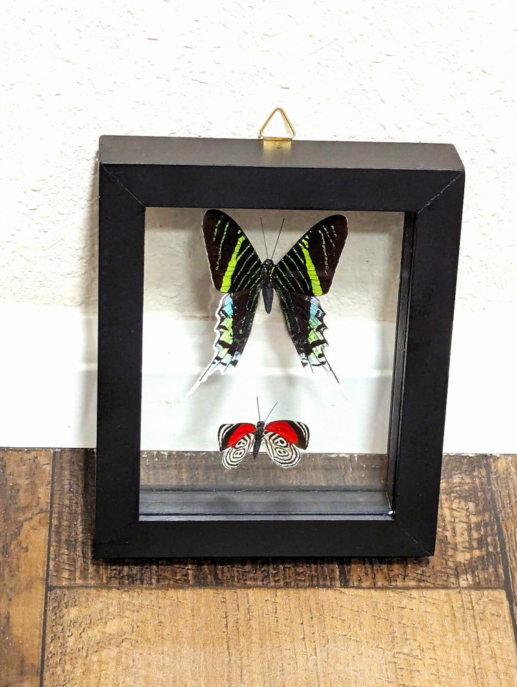 2 REAL BUTTERFLIES FRAMED COLLECTION DOUBLE GLASS
