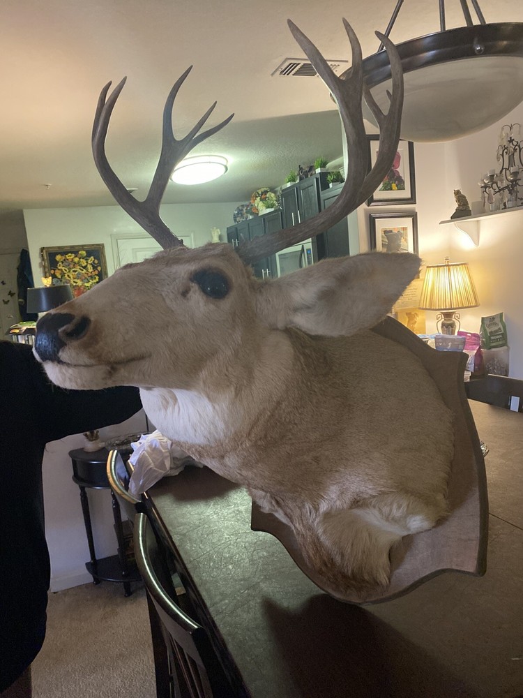 10 Point Mule Deer Shoulder Mount Super Price Excellent Condition