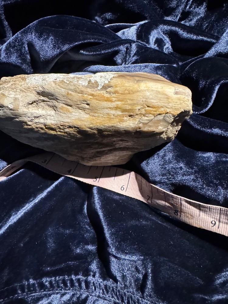 Petrified Opalized Wood Specimen Natural Form