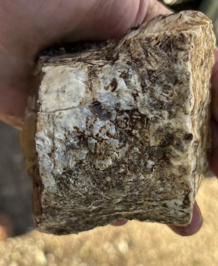 Silver Creek Junction Petrified Wood