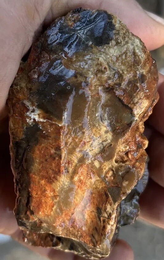 Silver Creek Junction petrified wood