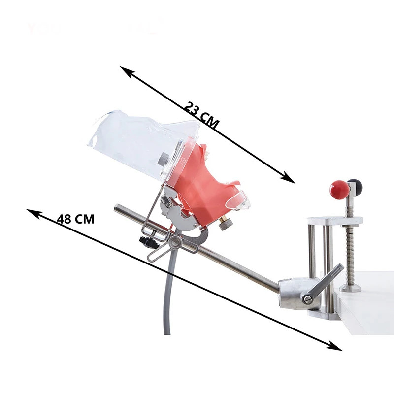 Dental Simulator Manikin Phantom Head Teeth Model Bench Mount Teaching Model