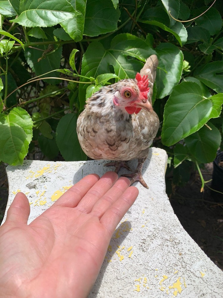 4 Kikirikis Hatching Eggs