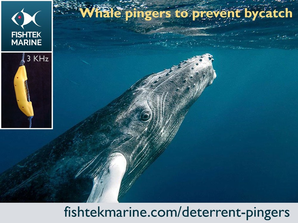 Whale Pinger / Deterrent pinger / Under-water protection device