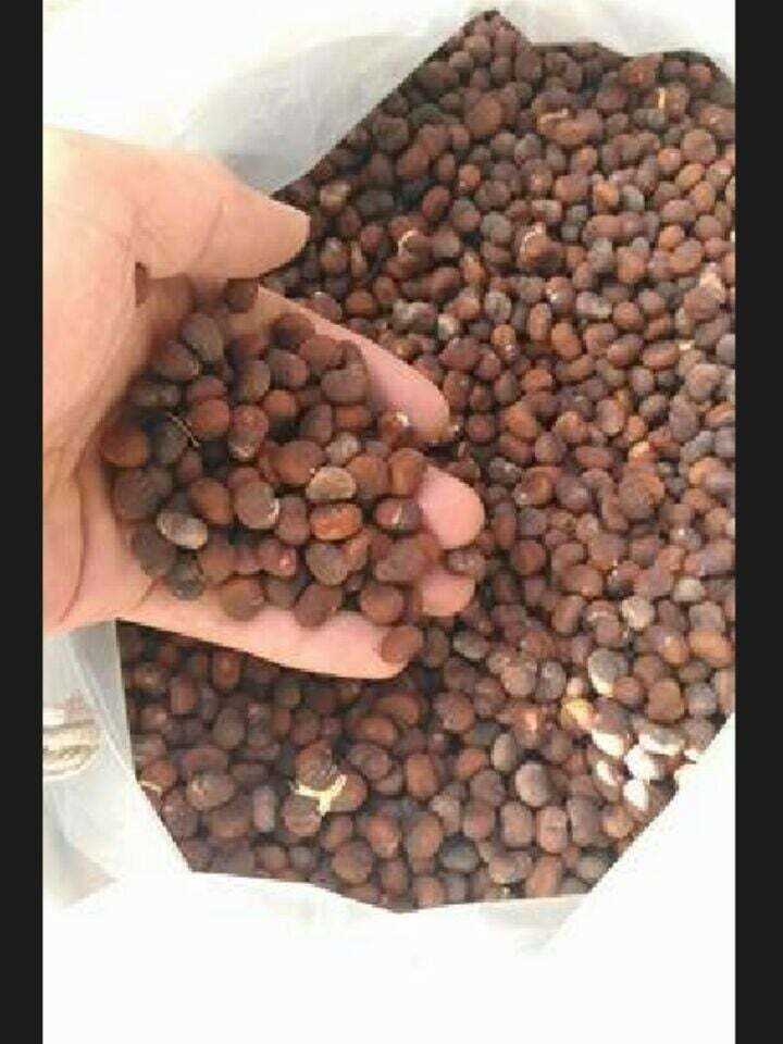 Baobab Digitata Baobab fresh 100 seeds