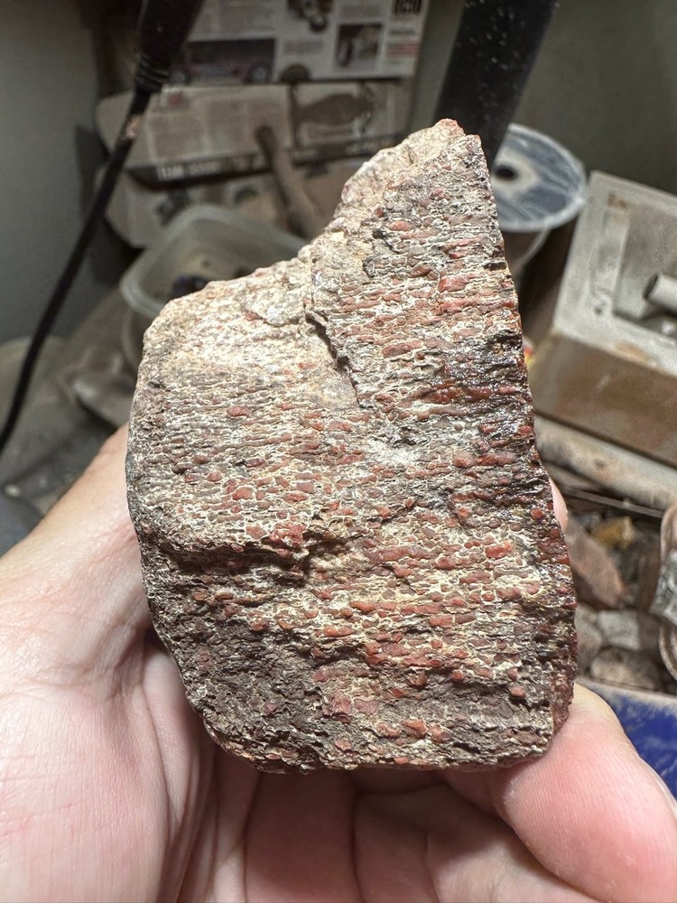 Dinosaur bone rough **hxtled end cut.