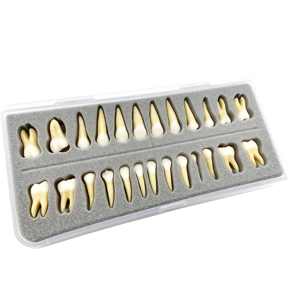 Dental 1:1 Permanent Teeth Demonstration Teach Study Model with 28Pcs Teeth