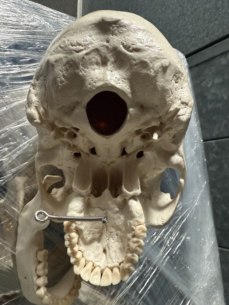 Artificial Human Skull Anatomical Model.