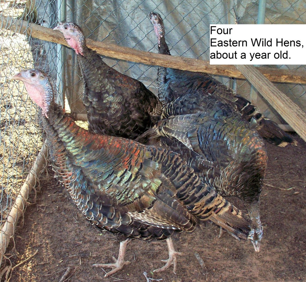 6 Eastern Turkey eggs. Ready to ship now!