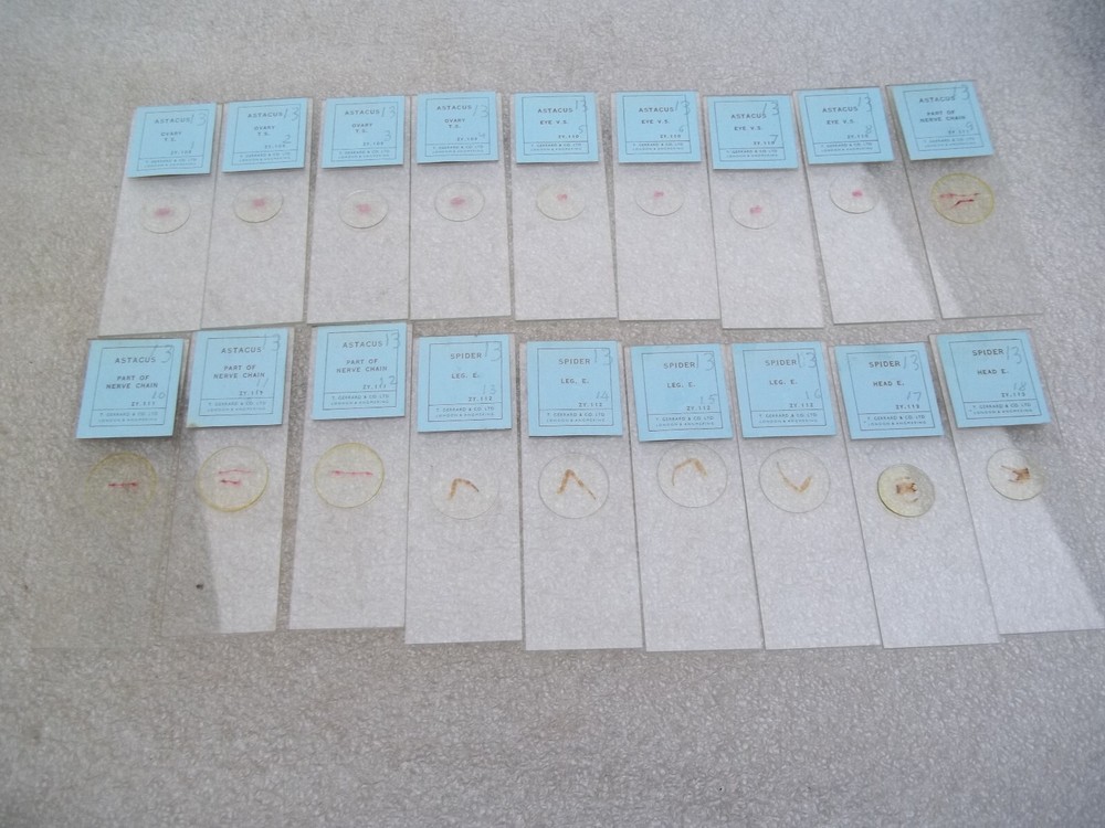 Vintage Glass Microscope Slides -