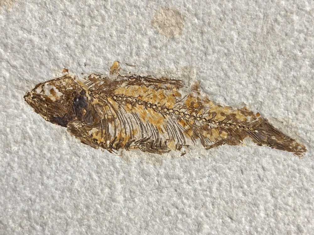 Knightia Fossil Fish Plate, Eocene Era