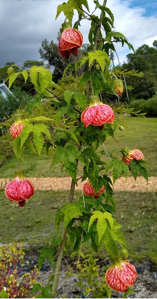 Tiger Eye Abutilon Flowering Maple SMALL ROOTED STARTER Plant