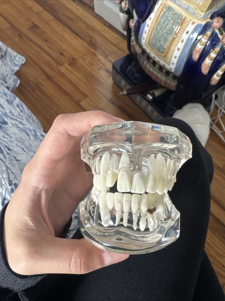 Dental Typodont Model