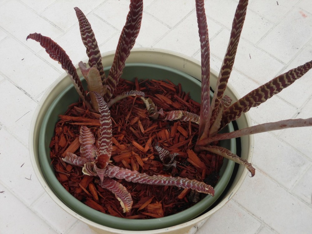Cryptanthus PHEASANT TAIL Bromeliad one tropical plant *MEDIUM*