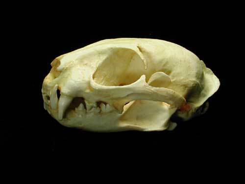 BENGAL LEOPARD  CAT SKULL   REPLICA