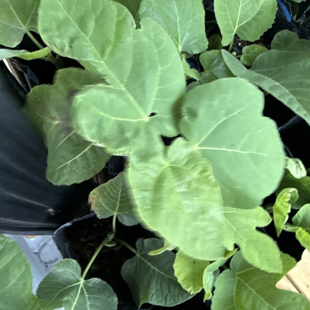 One LSU Tiger Fig Tree YOUNG