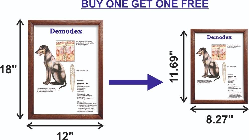 Demodex Chart 12x18 inches
