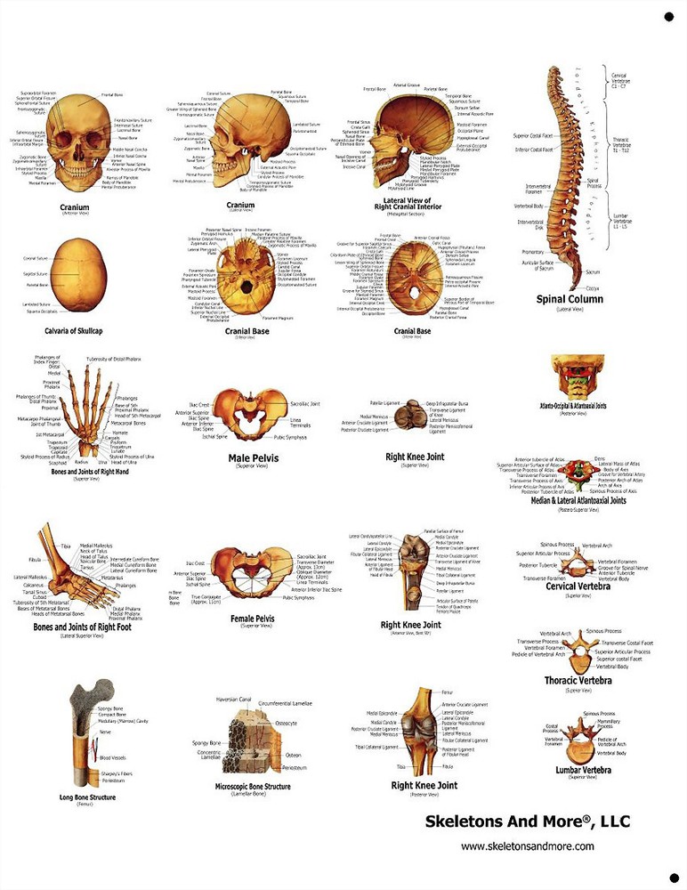 Human Skeleton Skull Anatomical System Chart - Models Anatomical, LARGE SIZE