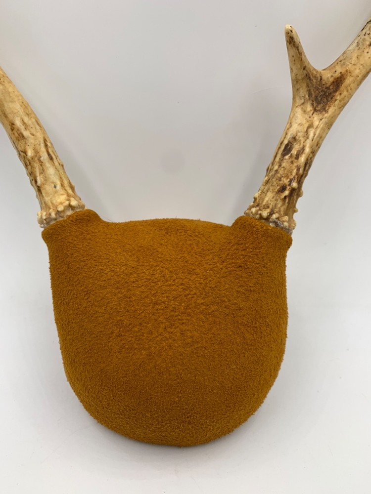 Mounted White-Tail Deer Antlers