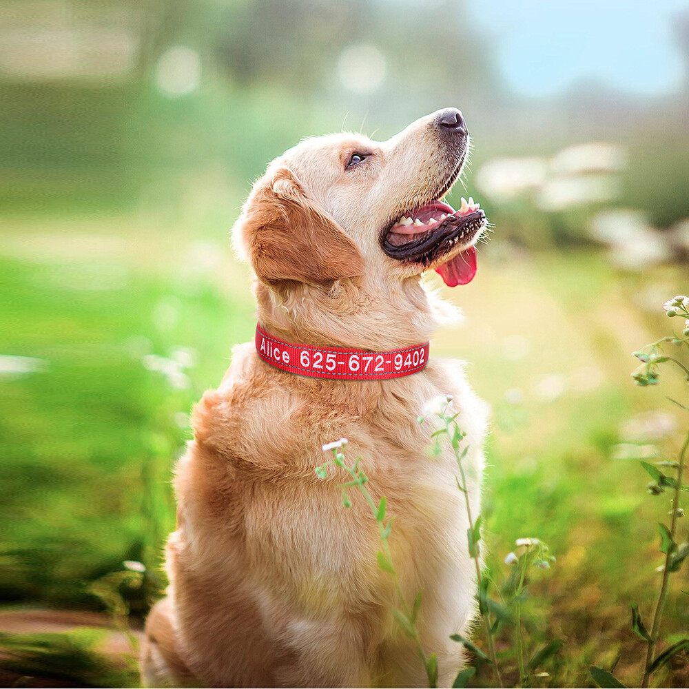 Embroidered Personalized Dog Collar Reflective Nylon Soft Padded Custom Name ID