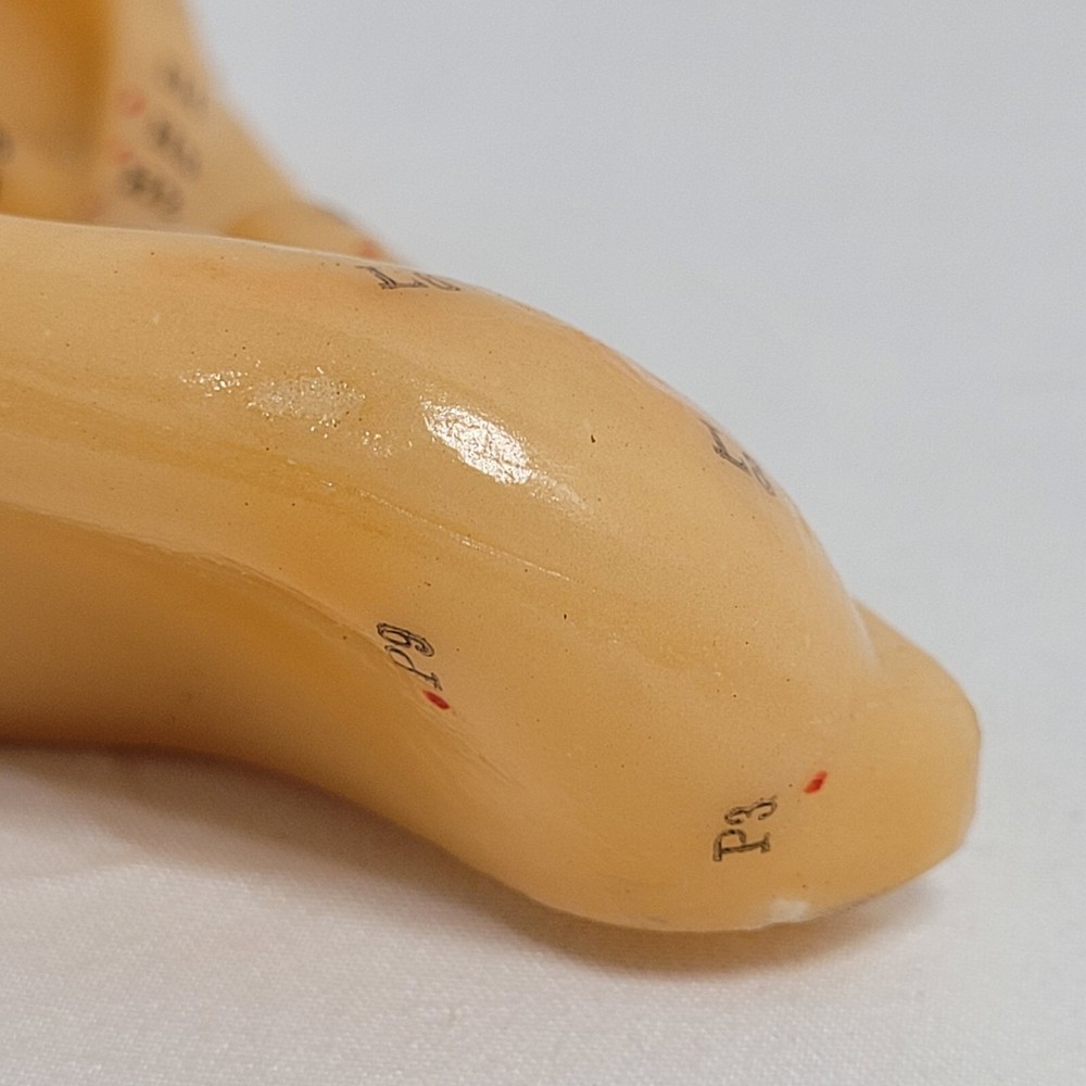Professional Human Ear Acupuncture Points Model Anatomical Figure