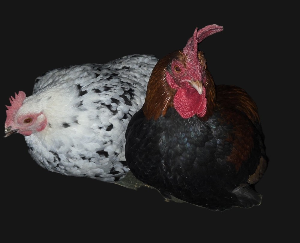 12+ A Dozen Serama Chicken Hatching Eggs Mini Chicken